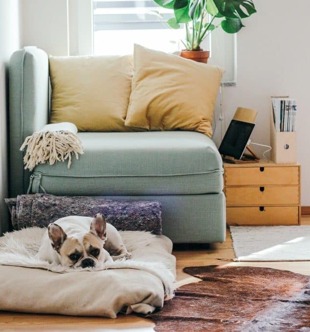 Living Room with french bulldog