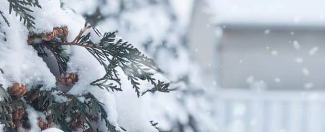 pine-tree in the snow