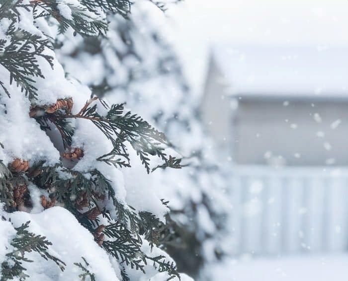 pine-tree in the snow