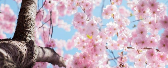 Pink spring flowers on the tree