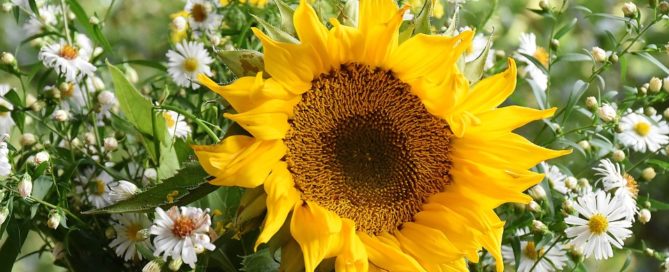 sunflower