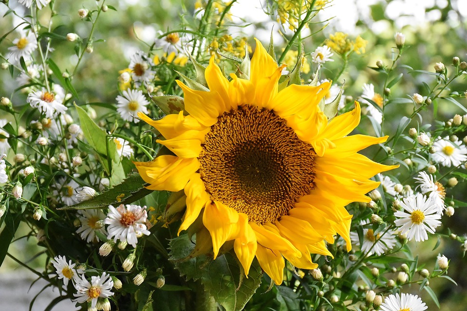 sunflower