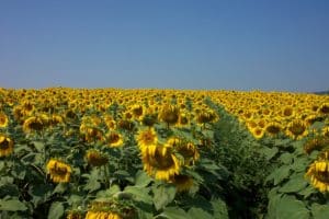 Field of sunflowers