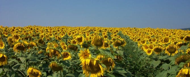 Field of sunflowers