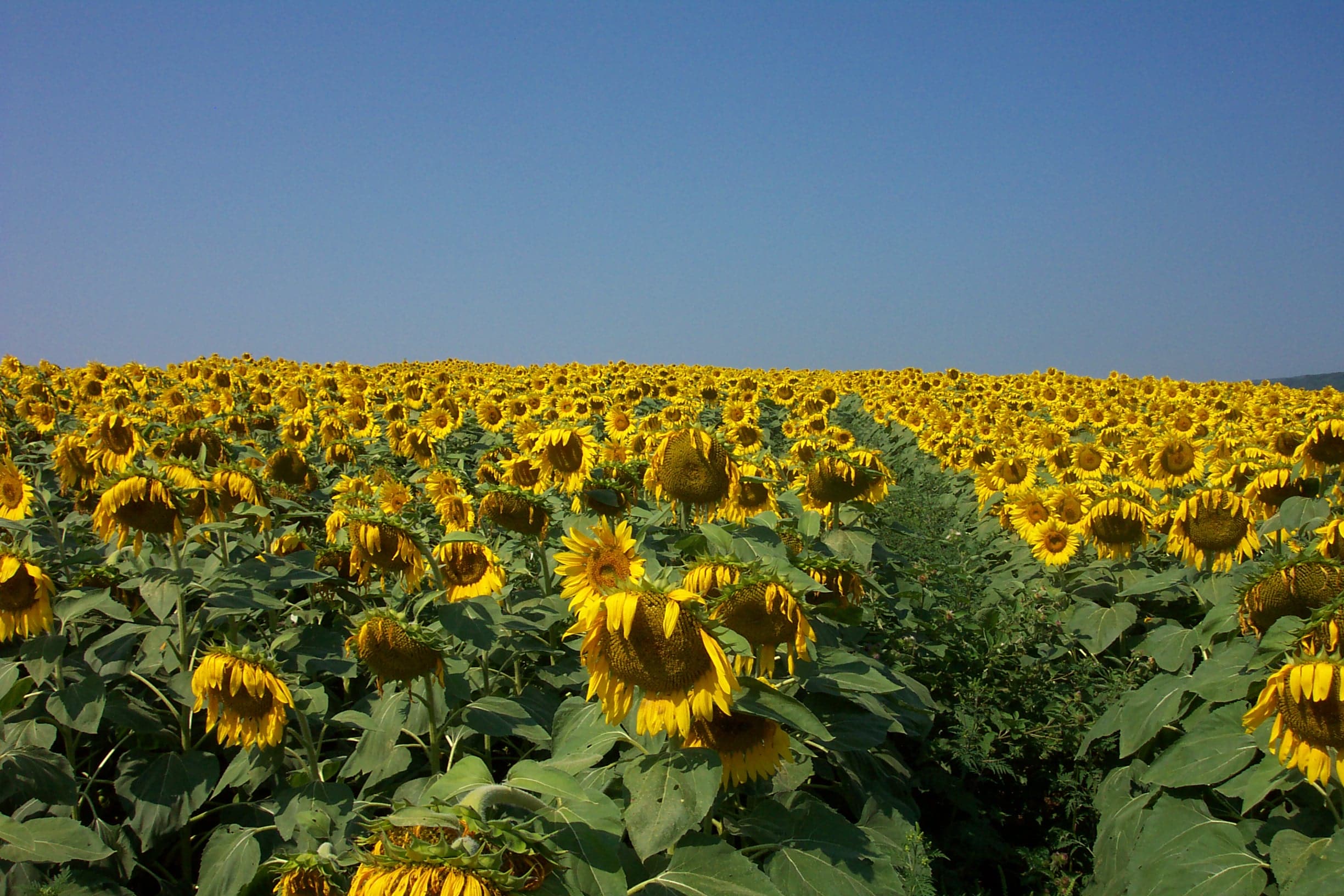 Field of sunflowers