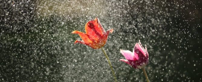 Tulips in the rain