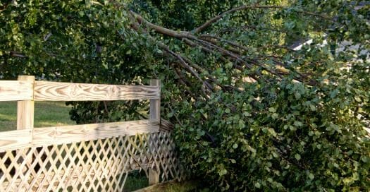 Garden fence under fallen tree