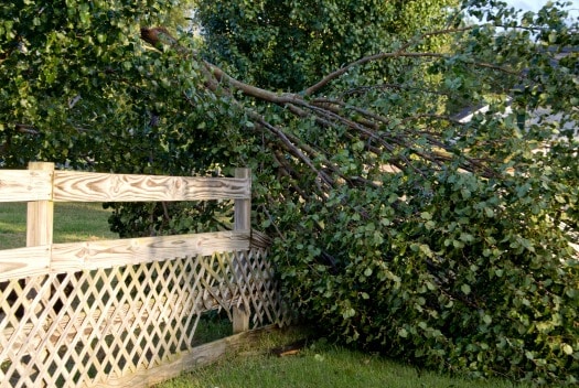 Garden fence under fallen tree