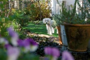 dog in the garden