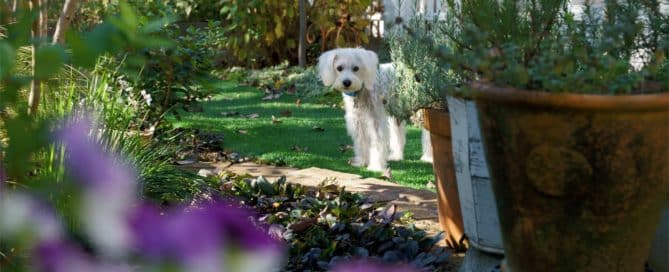dog in the garden