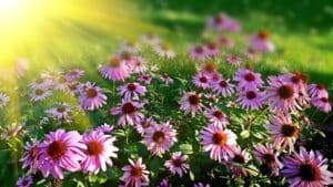 pink flowers