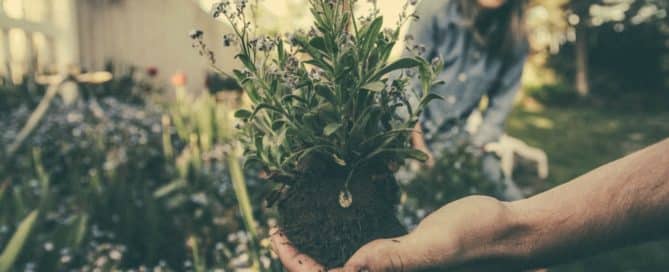 Hand holding uprooted plant with woman smiling in the background
