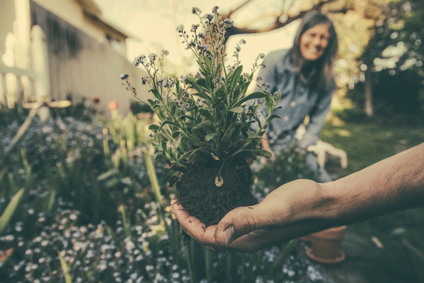 Hand holding uprooted plant with woman smiling in the background