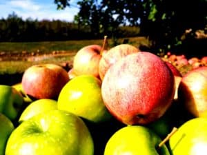 pile of apples