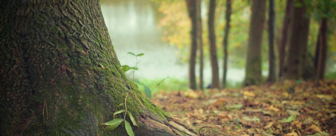 Forest floor