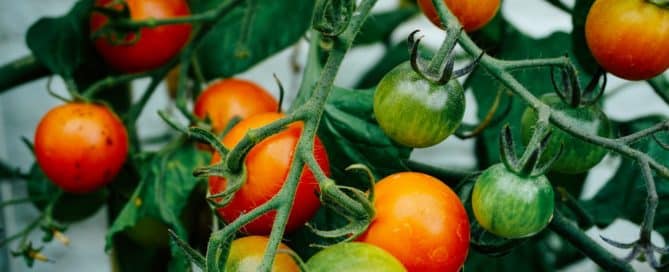 tomatoes on the plant