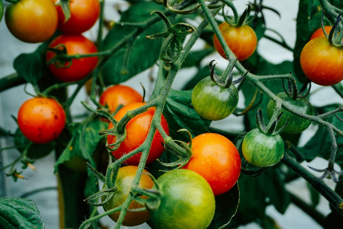 tomatoes on the plant