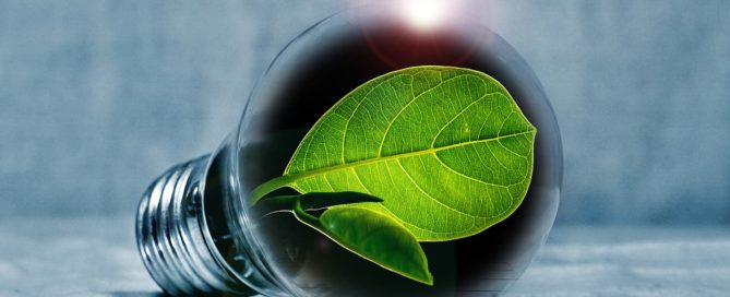 plant growing in light bulb