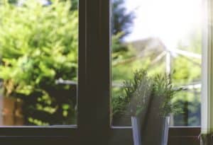 Plant in the window sill