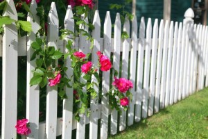 An old fashioned rose growing between the pickets of a white picket fence.
